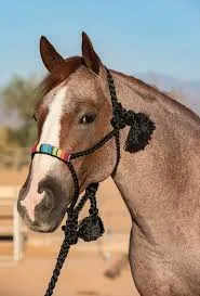 PROFESSIONAL CHOICE ROPE HALTERS/HRCB